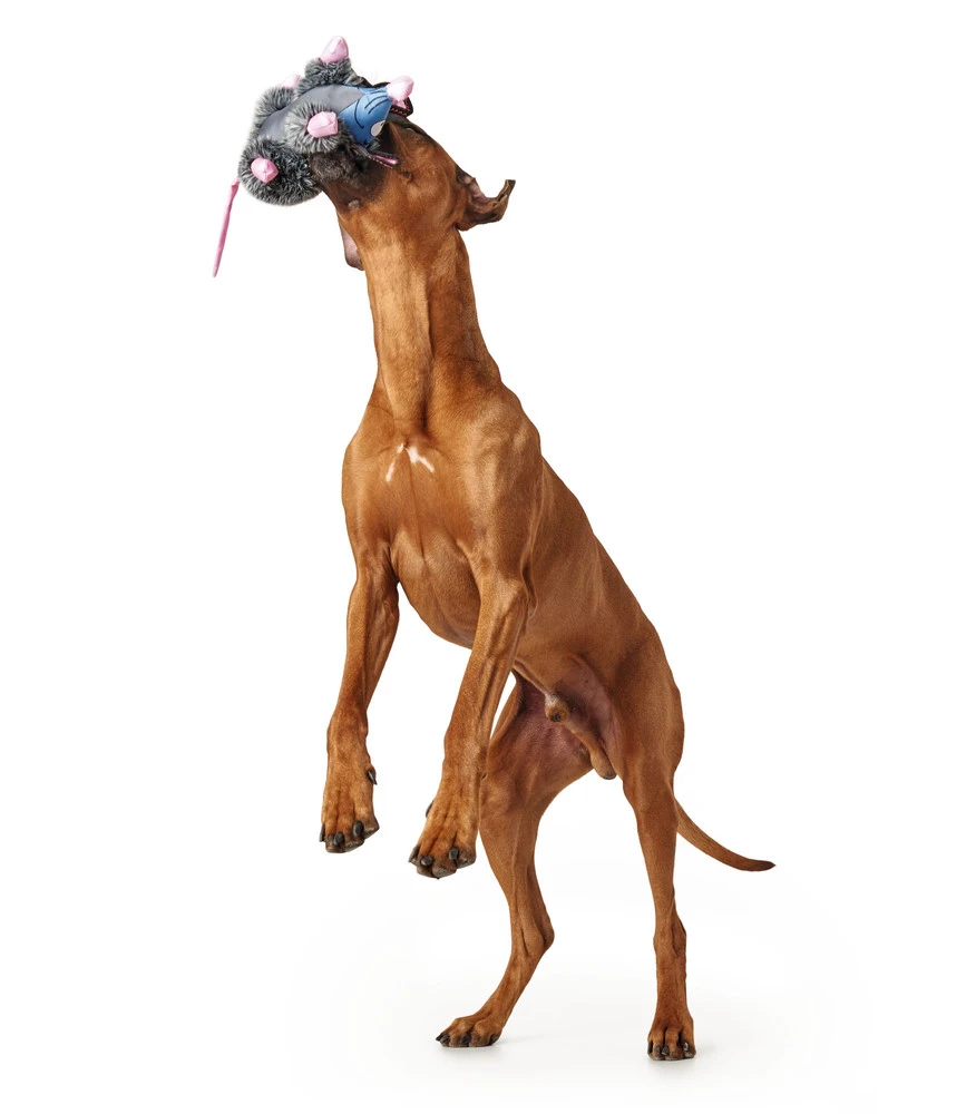 Hunter Hundespielzeug Broome 3 Hunter Hundespielzeug Broome – Bild 3