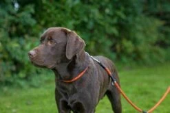 Hunter Dressurhalsung Freestyle Reflect -Hunter 41PtlkjG5nL. AC