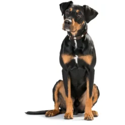 Hunter Halsband Swiss, Leder 6 Hunter Halsband Swiss, Leder -Hunter 42825 image 13braun