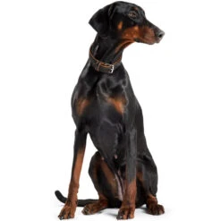 Hunter Halsband Canadian Elk, Leder -Hunter 43687 imageschwaco