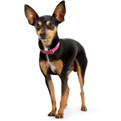 Hunter Halsband Diamond Petit, Leder 5 Hunter Halsband Diamond Petit, Leder -Hunter 47735b imagepink