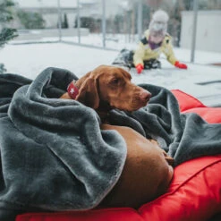 Hunter Halsband Magic Star, Leder -Hunter 60501 004 live 19