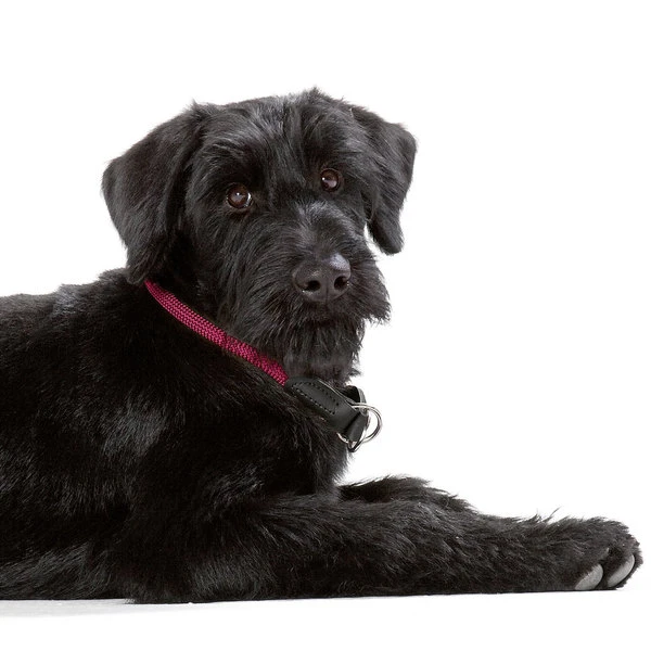 Hunter Dressurhalsung Freestyle 6 Hunter Dressurhalsung Freestyle – Bild 6