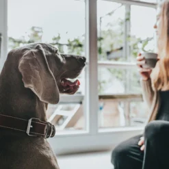 Hunter Halsband Aalborg Special, Softvollrindleder -Hunter 67260 002 live 19cog