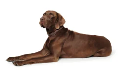 Hunter Dressurhalsung Round & Soft, Leder -Hunter HUNTER 18872 40259 001 image 20 lpr