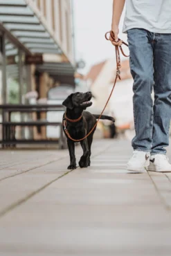 Hunter Halsband Aalborg, Softvollrindleder -Hunter HUNTER 20634 66054 001 live 21 lpr