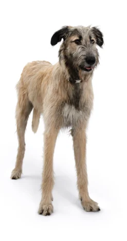 Hunter Halsung Vario Basic ALU-Strong, Nylon -Hunter HUNTER 838 43969 Image lpr