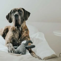 Hunter Hundespielzeug Plüsch Tirana Bär 6 Hunter Hundespielzeug Plüsch Tirana Bär -Hunter e OJehsX 67783 001 live 19