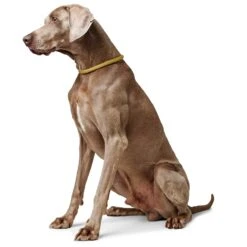 Hunter D-Halsung Eiby Freestyle -Hunter e hVC6mO 68676 001 image 20