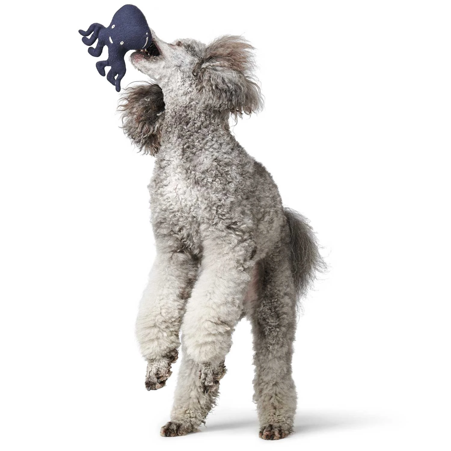 Hunter Hundespielzeug Plüsch Skagen Oktopus M Blau 3 Hunter Hundespielzeug Plüsch Skagen Oktopus M Blau – Bild 3