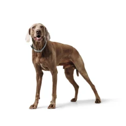 Hunter Dressurhalsung Eiby Freestyle L - XL: Länge Max. 60 Cm, Ø 10 Mm, Grau -Hunter hunter dressurhalsung eiby freestyle l xl lange max 60 cm o 10 mm grau 3