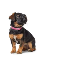 Hunter Halsband Modern Art XXS-XS, 20-24 Cm, B14mm, Pink -Hunter hunter halsband modern art xxs xs 20 24 cm b14mm pink 2