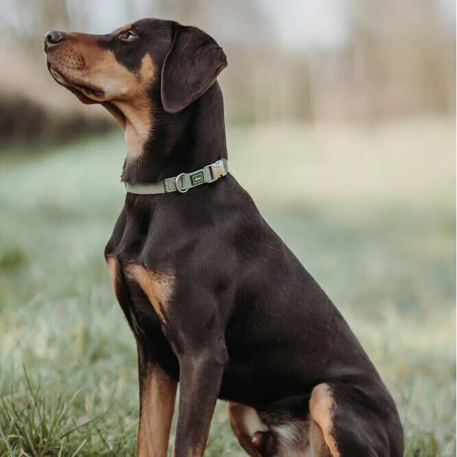 Hunter Hunde Halsung Inari Alu-Strong M, 30 - 45 Cm, Lindgrün 2 Hunter Hunde Halsung Inari Alu-Strong M, 30 - 45 Cm, Lindgrün – Bild 2