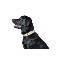 Hunter Hundehalsband Trino M, 50 Cm 10 Hunter Hundehalsband Trino M, 50 Cm -Hunter hunter hundehalsband trino m 50 cm 2