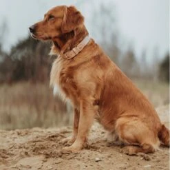 Hunter Hundehalsband Trino M, 50 Cm 14 Hunter Hundehalsband Trino M, 50 Cm -Hunter hunter hundehalsband trino m 50 cm 6