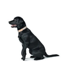 Hunter Hundehalsband Trino M, 50 Cm 15 Hunter Hundehalsband Trino M, 50 Cm -Hunter hunter hundehalsband trino m 50 cm 7