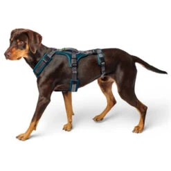 Hunter Sicherheitsgeschirr Maldon Gr. M, Hals 50-84 Cm, Bauch 53-71 Cm, Breite 2,5 Cm, -Hunter hunter sicherheitsgeschirr maldon gr m hals 50 84 cm bauch 53 71 cm breite 2 5 cm 3