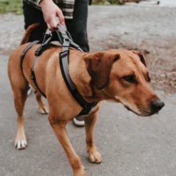 Hunter Sicherheitsgeschirr Maldon Gr. S-M, Hals 46-82 Cm, Bauch 47-69 Cm, Breite 2 Cm, -Hunter hunter sicherheitsgeschirr maldon gr s m hals 46 82 cm bauch 47 69 cm breite 2 cm 6