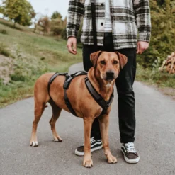 Hunter Sicherheitsgeschirr Maldon Gr. S-M, Hals 46-82 Cm, Bauch 47-69 Cm, Breite 2 Cm, -Hunter hunter sicherheitsgeschirr maldon gr s m hals 46 82 cm bauch 47 69 cm breite 2 cm 8