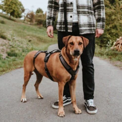 Hunter Sicherheitsgeschirr Maldon Gr. XS-S, Hals 38-62 Cm, Bauch 37-51 Cm, Breite 2 Cm, -Hunter hunter sicherheitsgeschirr maldon gr xs s hals 38 62 cm bauch 37 51 cm breite 2 cm 18