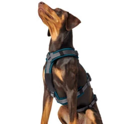 Hunter Sicherheitsgeschirr Maldon Gr. XS-S, Hals 38-62 Cm, Bauch 37-51 Cm, Breite 2 Cm, 18 Hunter Sicherheitsgeschirr Maldon Gr. XS-S, Hals 38-62 Cm, Bauch 37-51 Cm, Breite 2 Cm, -Hunter hunter sicherheitsgeschirr maldon gr xs s hals 38 62 cm bauch 37 51 cm breite 2 cm 8