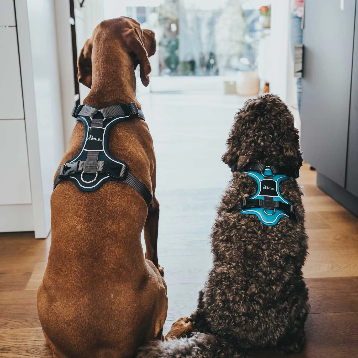 Hunter Geschirr Divo (Nylon/Polyester) 5 Hunter Geschirr Divo (Nylon/Polyester) – Bild 5