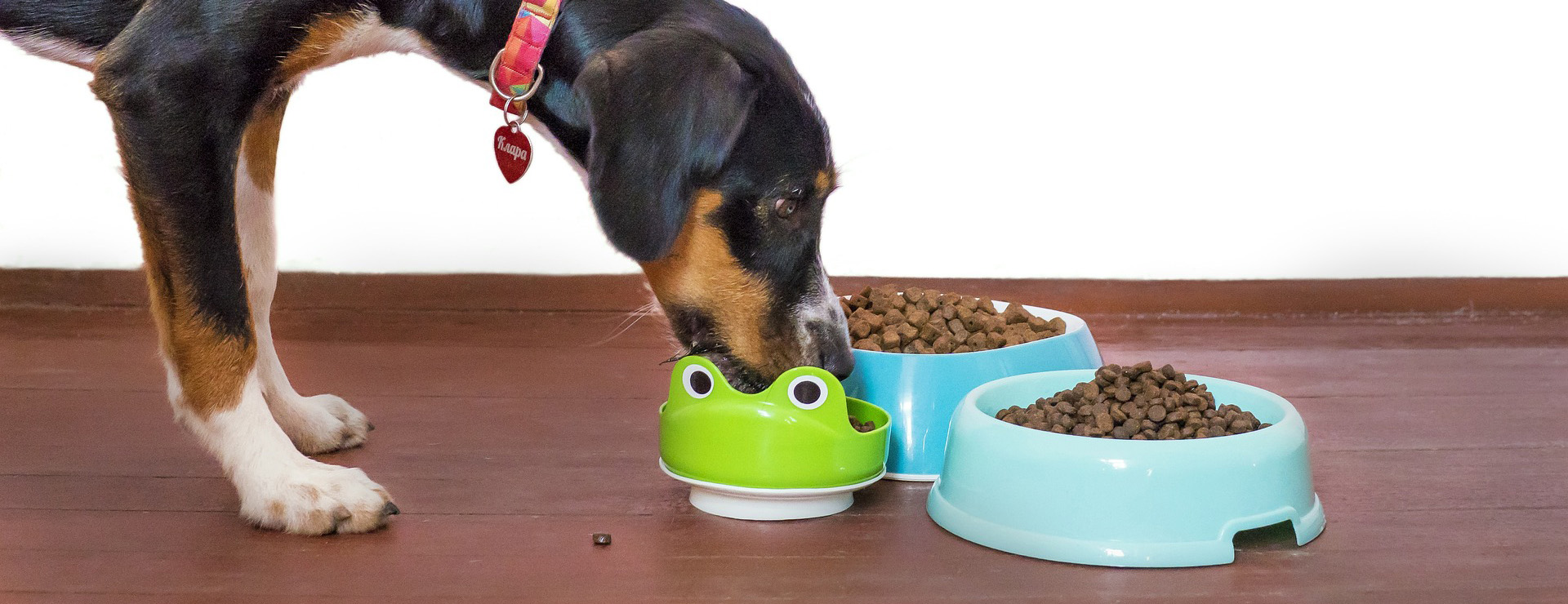 Hunter 2 Hunter -Hunter dog 5504867 1920